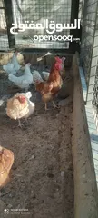  1 دجاج لوهمان
