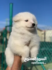  5 samoyed puppy