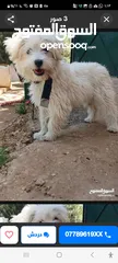  4 كلب ذكر  للبيع لعدم التفرغ