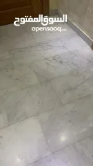  3 قطة انثى بيرشن للبيع