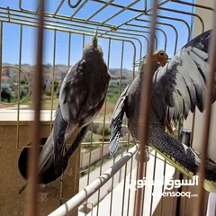  12 عصافير كوكتيل للبيع حبات جامبو ونضيفه