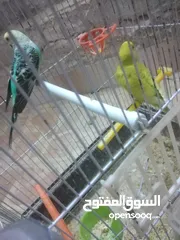  6 3 جواز حب مع فراخ  بيض مقفصات للبيع