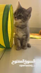  1 for sale mix himalayan and scottish short hair 3 month old cats