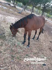  3 فرس العمر فوق10 حراثه وركوب بس ايديها مكلسات بس مش مأثرات على الشغل