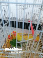  4 حبه روز وحبه فيشر للبيع بسعر مناسب