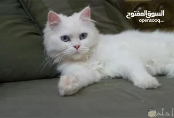  2 بسة للبيع بسعر مغري سكوتش قولد عمرها من 13 له 14 شهر للي معني يتواصل معي