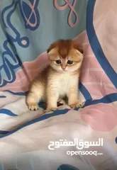  1 سكوتش فولد انثى
