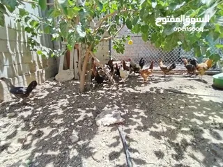  1 دجاج بلدي بياض
