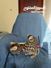  1 Bengal kittens