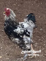  3 دجاج وديك براهمي للبيع