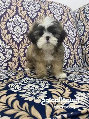  1 Puppy shihtzu mini