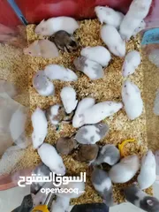  1 متوفر همستر اخر طروف