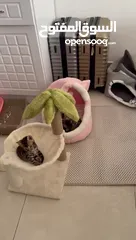  6 Pure  bengal kittens