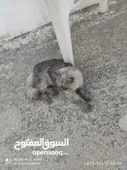  2 قط شيرازي لعوب متدرب لون جميل شعرطويل مناسب للعائلات والأطفال متدرب على الليتر بوكس ولأكل الرطب والج