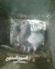  1 فراح حمام بلدي اكبر حجم صحه تمام تواصل واتس