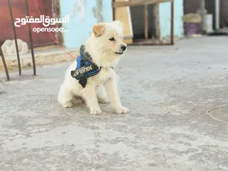  5 كلبه زينه للبيع بسعر جيد جدا لعوبه وعمرها 4 شهور
