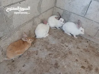  4 طقم ارانب ثلث اناثي وذكر انثيتين وذكر فرنسيات وانثى بلديه