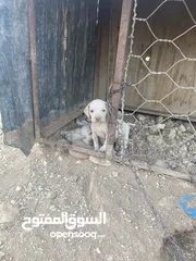  4 كلبة صيد مع اربع جراوه للبيع