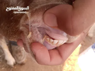  12 بلدي نفس الصور بالضبط عقائق ومناسبات ونذر اوزان 20 ل30 لحم صافي