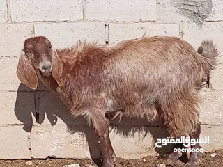  1 عنزين وحده عشار والثانيه لحم