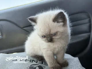  8 كتن همالايا
