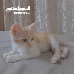  3 قطط لتبني ذكر وانثى عمر شهرين ونص