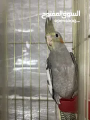  5 ثلاث فراخ كوكتيل مع الأب