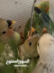  2 فراخ للزق اليدوي