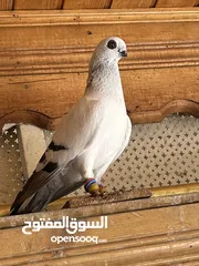  2 أربع حبات افحول للبيع مستوى جميل
