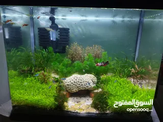  2 Planted Aquarium