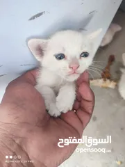  5 kitten 1month aged