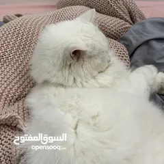  8 قطه شيرازيه