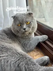  4 قطة سكوتر فولد