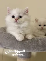  6 Blue Eyes Female Persian