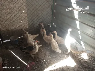  2 جاج وبط وحبش وفرعوني
