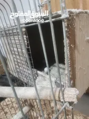  3 جوز كوكتيل شغالات
