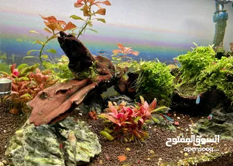  1 Aquascape system 60*30 size fully grown plants and plenty of fishes and shrimps