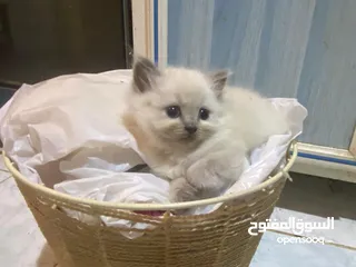  1 Persian short hair kitten