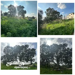  7 قطعة أرض نص دونم نار موقع قريب من المدينة مطلة على شارع فرعون واصلها جميع الخدمات (ليست فرعون البلد)