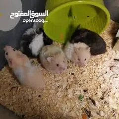  1 هامستر للبيع