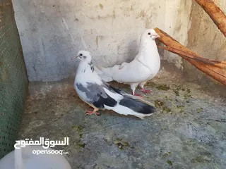  4 للبيع جواز حمام