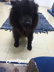  10 تشاو تشاو عدد 3 للبيع