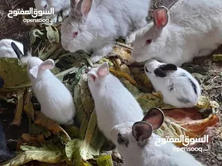  2 ارانب فرنسيه اعمار مختلفه عمرشهر 3دنانير