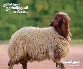  6 لحام جزار متفرغ دبح في المنازل جميع انواع الأضاحي