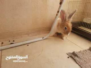  1 ارانب  lion head ذكور نوعهم راس الاسد Rabbits