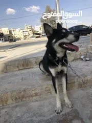  4 الكلاب الهاسكي مدرب
