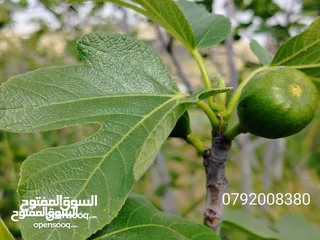  7 اجمل مزرعه بافضل سعر جاهزه مشجره منطقه دحل جرش
