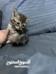  2 قط ذكر عمرو شهرين تقريبا