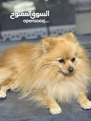  5 للبيع كلب بومبريان