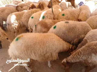  3 نفس الصور بالضبط أضاحي وعقيقه كبش صحراوي  اوزان من 19 ل30 لحم احجز ضحيتك ذبح أو دون ذبح السعر100ل150